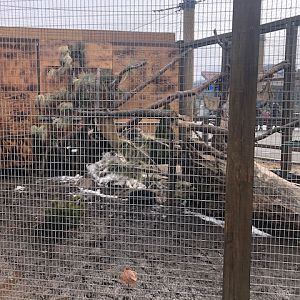 Large Raccoon exhibit