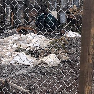 Keepers working with Artic Fox