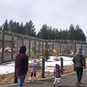 Timber and Grey Wolf exhibits