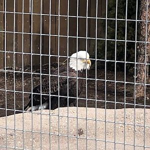 Bald Eagle