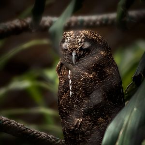 Mottled Owl (Ciccaba virgata)