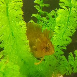Possibly Crested Weedfish? Seen at Seahorse World