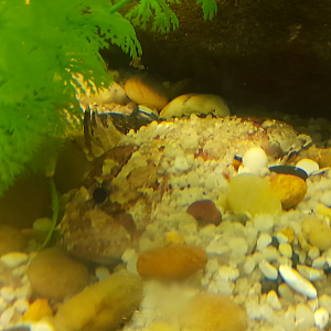 Fish ID - Seen at Seahorse World