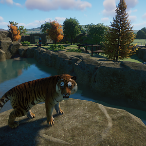 Amur Tiger Overlooking His Domain