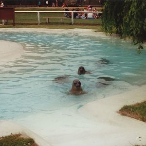 Baikal Seals and Pool at Twycross, 1990s