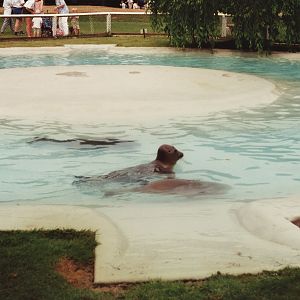 Baikal Seals and Pool at Twycross, 1990s