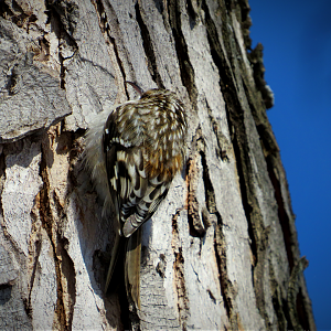Brown treecreeper!