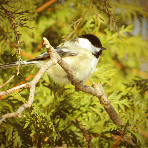 Black-capped chickadee.