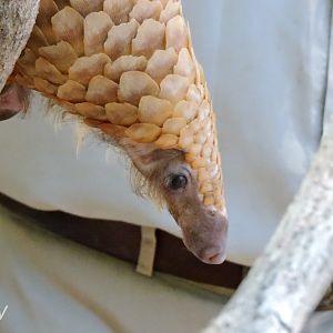 Tree pangolin - Discovery Outpost [2015]