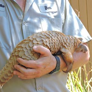 Tree pangolin - Discovery Outpost [2015]