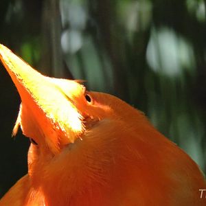 Guianan cock-of-the-rock - Discovery Outpost [2015]