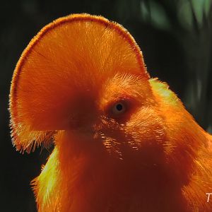 Guianan cock-of-the-rock - Discovery Outpost [2015]