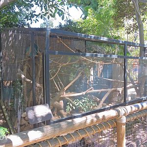 Fossa exhibit - Discovery Outpost [2015]