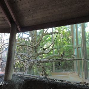 Silvery lutung exhibit - Lost Forest [2015]