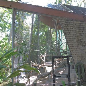 Silvery lutung exhibit - Lost Forest [2015]