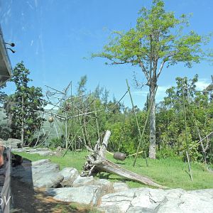 Orangutan exhibit - Lost Forest [2015]