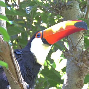 Toco toucan - Parker Aviary [2015]