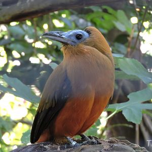 Capuchinbird - Parker Aviary [2015]