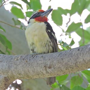 Black-spotted barbet - Parker Aviary [2015]