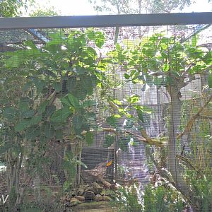 Superb-bird-of-paradise aviary - Lost Forest [2015]