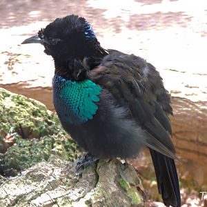 Superb-bird-of-paradise - Lost Forest [2015]