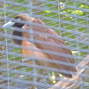 Raggiana bird-of-paradise - Lost Forest [2015]