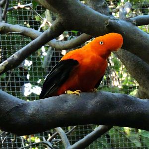 Andean cock-of-the-rock - Parker Aviary [2015]