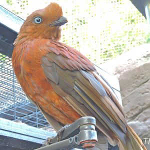 Andean cock-of-the-rock - Parker Aviary [2015]