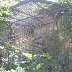 Sunda wrinkled hornbill aviary - Lost Forest [2015]