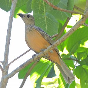 Fawn-breasted bowerbird - Owens Aviary [2015]