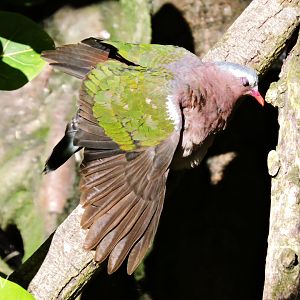 Common emerald dove - Owens Aviary [2015]