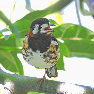 Chestnut-backed thrush - Owens Aviary [2015]