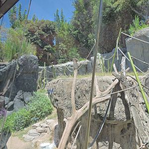 Bonobo exhibit - Lost Forest [2015]