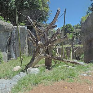 Bonobo exhibit - Lost Forest [2015]