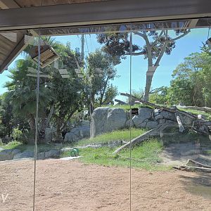 Gorilla exhibit - Lost Forest [2015]