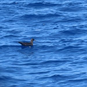 flesh footed shearwater 1
