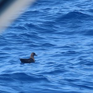 flesh footed shearwater 2
