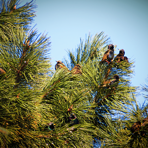The European starling tree hotel