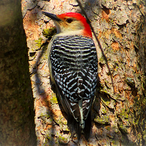 Red-bellied woodpecker