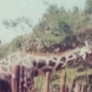 Giraffe ID (rothschild?)