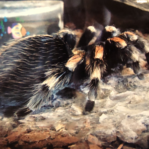 Tarantula