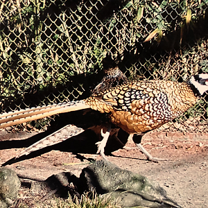 Reeve's Pheasant, male