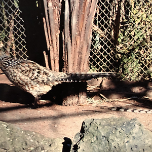 Reeves Pheasant, female