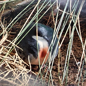 Luzon bleeding-heart