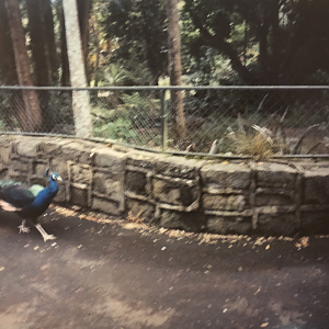 Peafowl and landscape architecture.