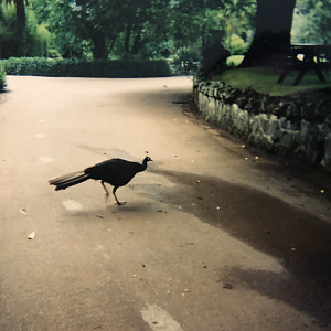 Peafowl and landscape architecture.