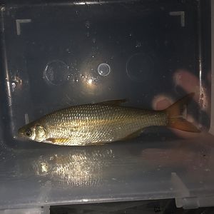 Fish ID
