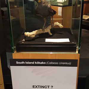 South Island Kōkako taxidermy, Nelson Provincial Museum