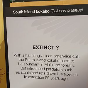 South Island Kōkako signage, Nelson Provincial Museum