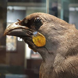 South Island Kōkako taxidermy head, Nelson Provincial Museum